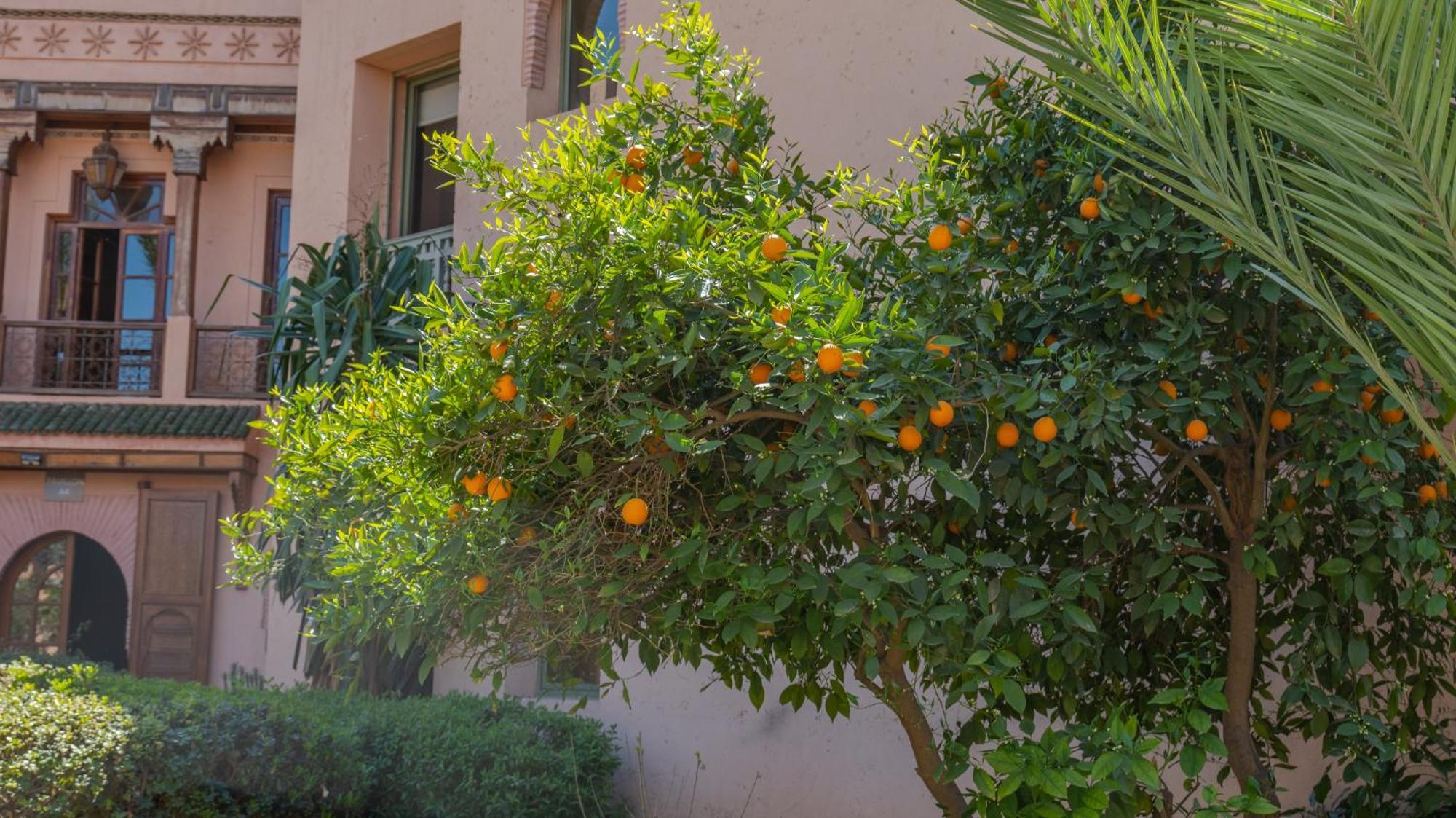 Appartement Serenity In La Palmeraie 2br *